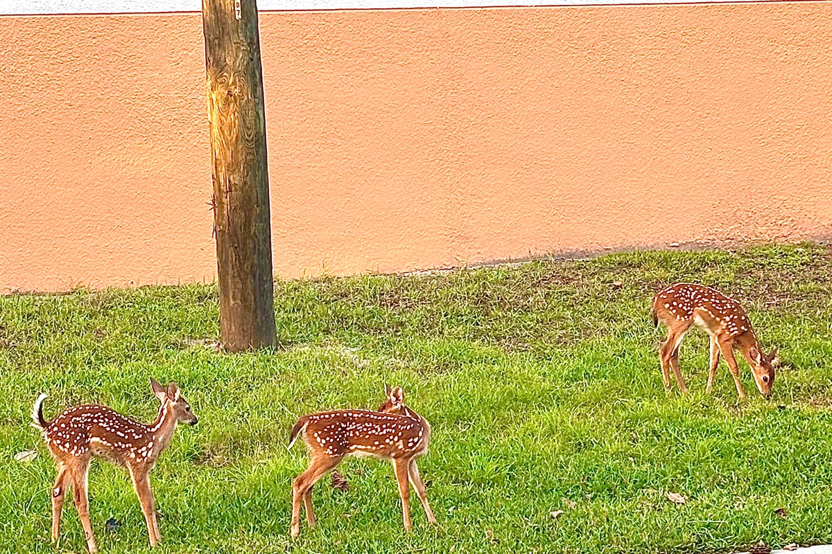New editions to the wildlife