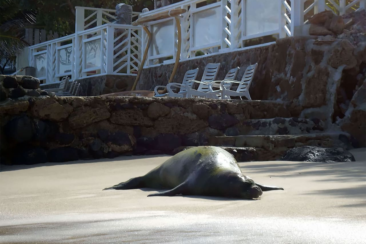 Critically Endangered Hawaiian Monk Seal chilling right in front of the home. She is one of 800 Hawaiian monk seals left in the world.