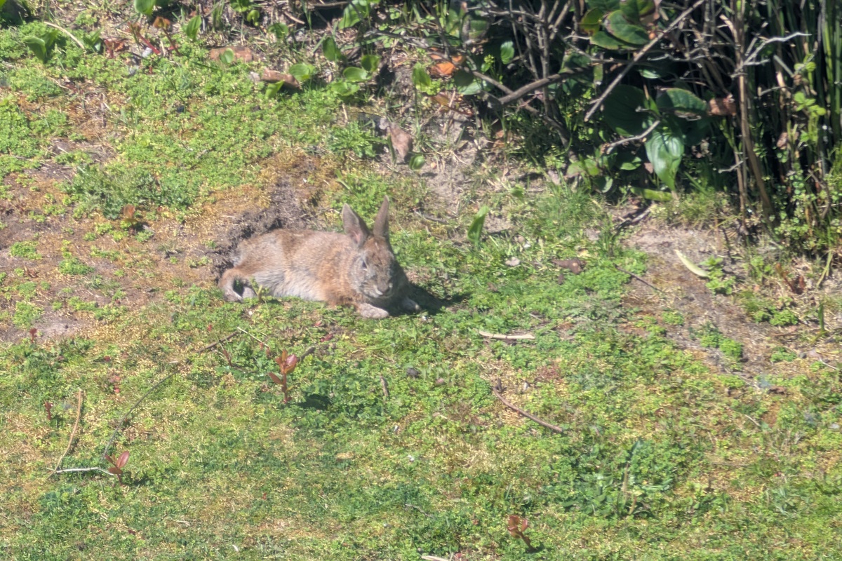 wild bunny in the yard