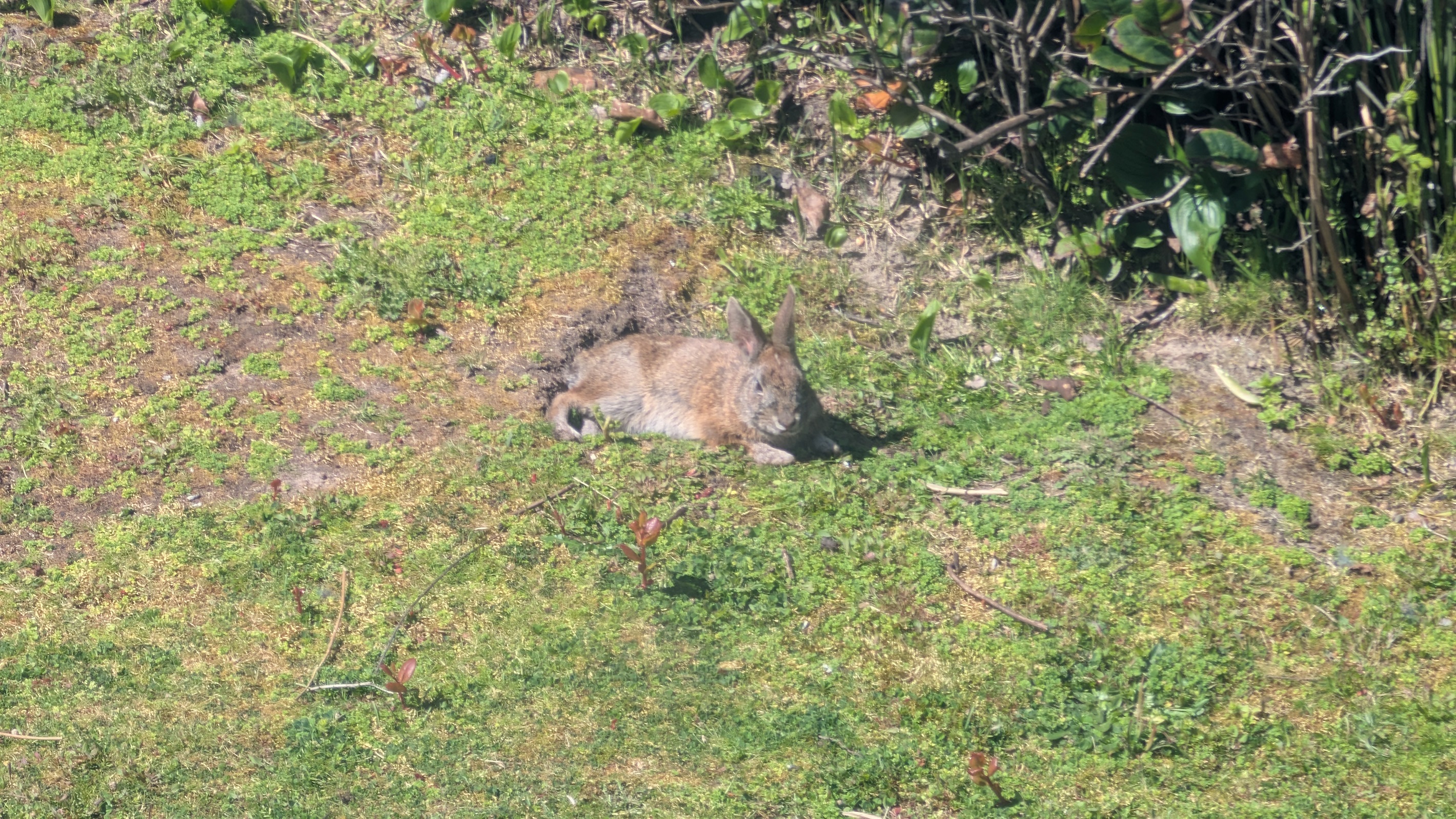 wild bunny in the yard