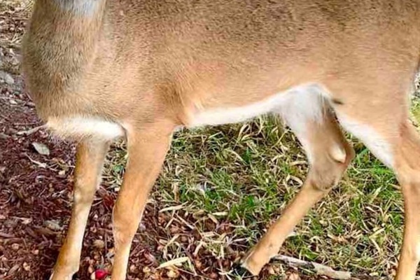 Local Key Deer in the park.