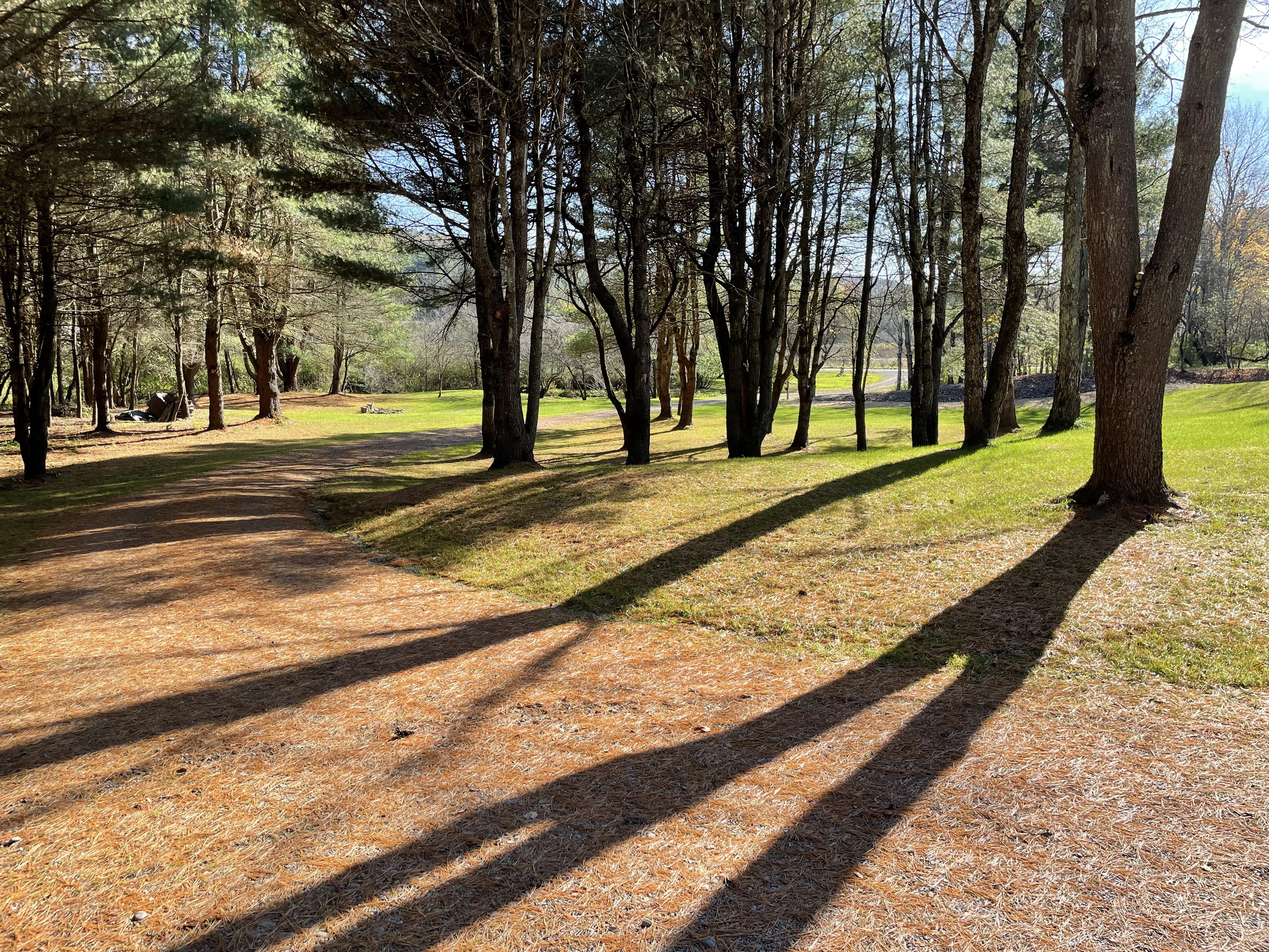 Private driveway through the pines