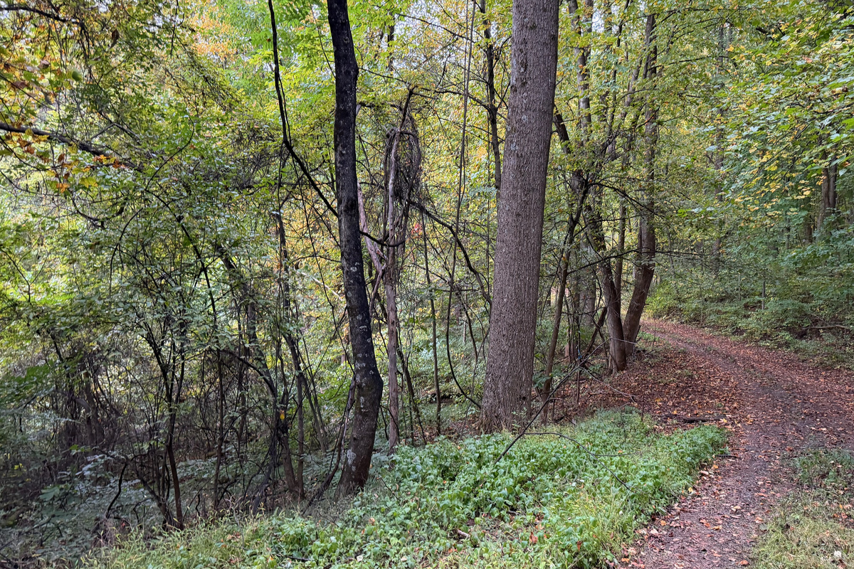 Numerous trails are on the 26 acre property, which you are free to use. We do have many wild animals to enjoy watching, but do take care and be safe. Read through the Guest Welcome Book about safety before you venture off.