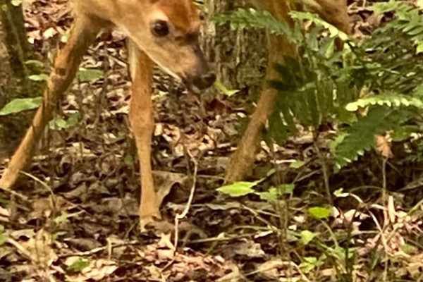 Morning visitor