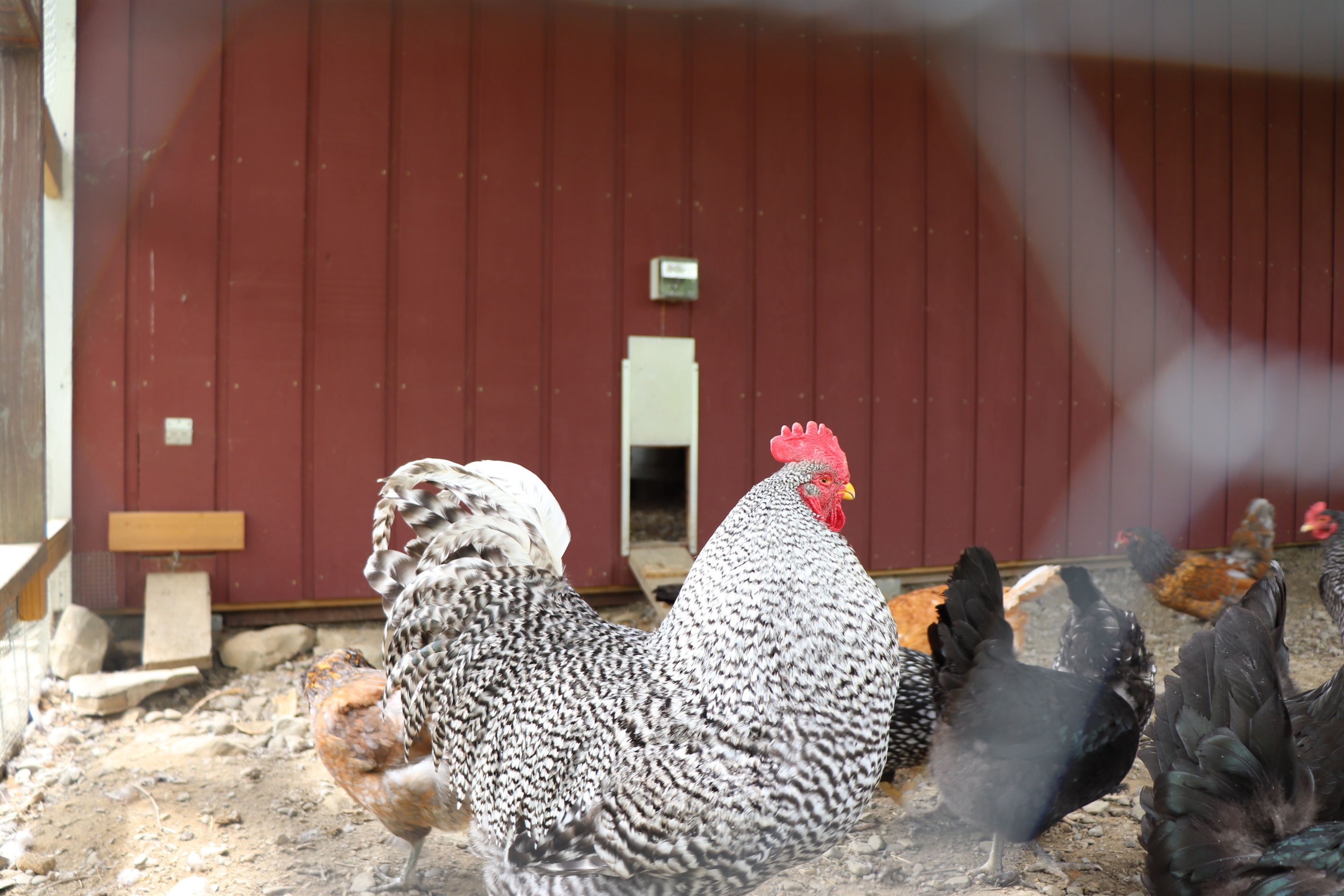 Big rooster and his girls