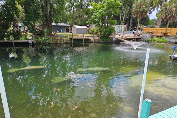 4 manatees swimming past our back dock toward our neighbor's fountain!