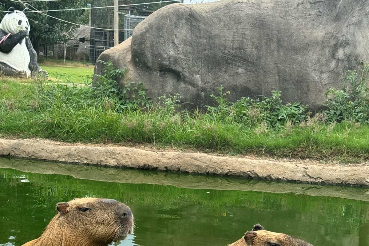 Relax and watch our capybaras swim!