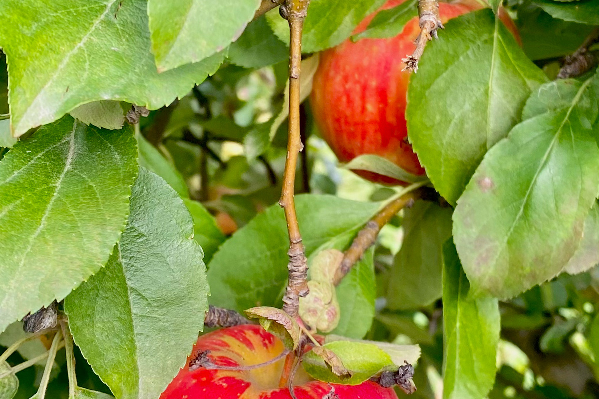 Fall in West Michigan is truly something special! Come stay with us and enjoy the crisp autumn air, beautiful foliage, and nearby orchards bursting with fresh apples. 