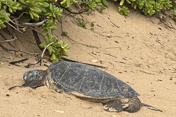Green Sea Turtles, common on our beach