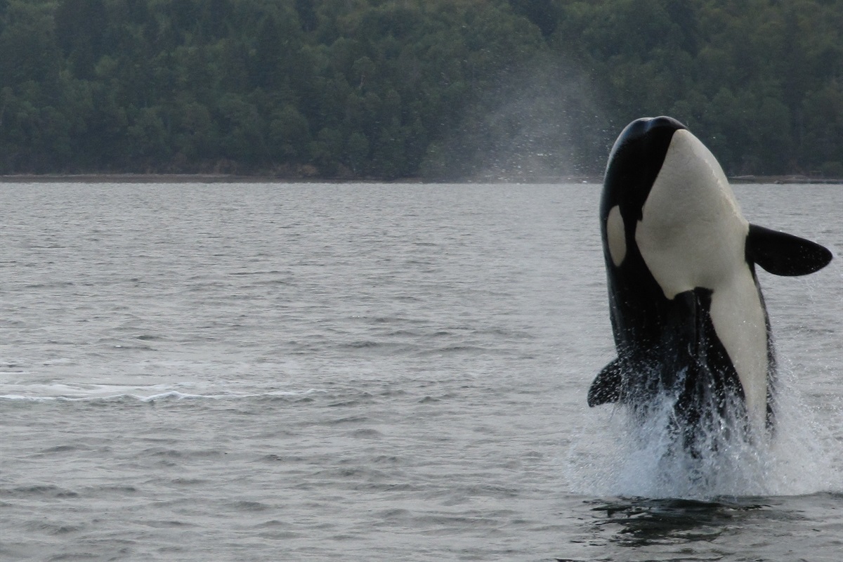 Keep an eye out—you might catch orcas breaching and playing in these waters (photo by neighbor Allen & Megan)