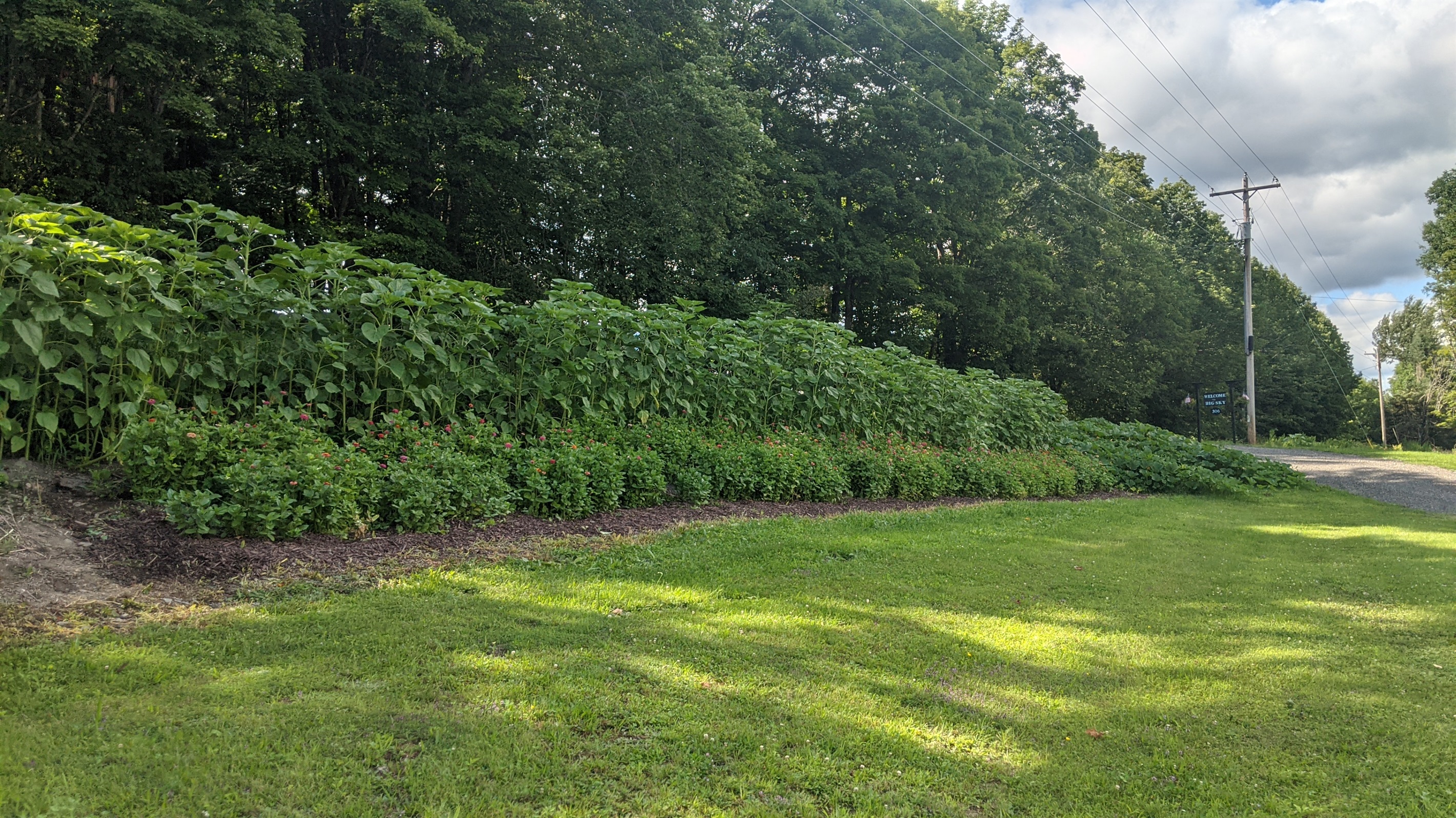 Wall of sunflowers and zinnias