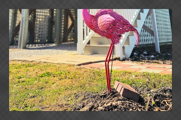 the lazy flamingo!!