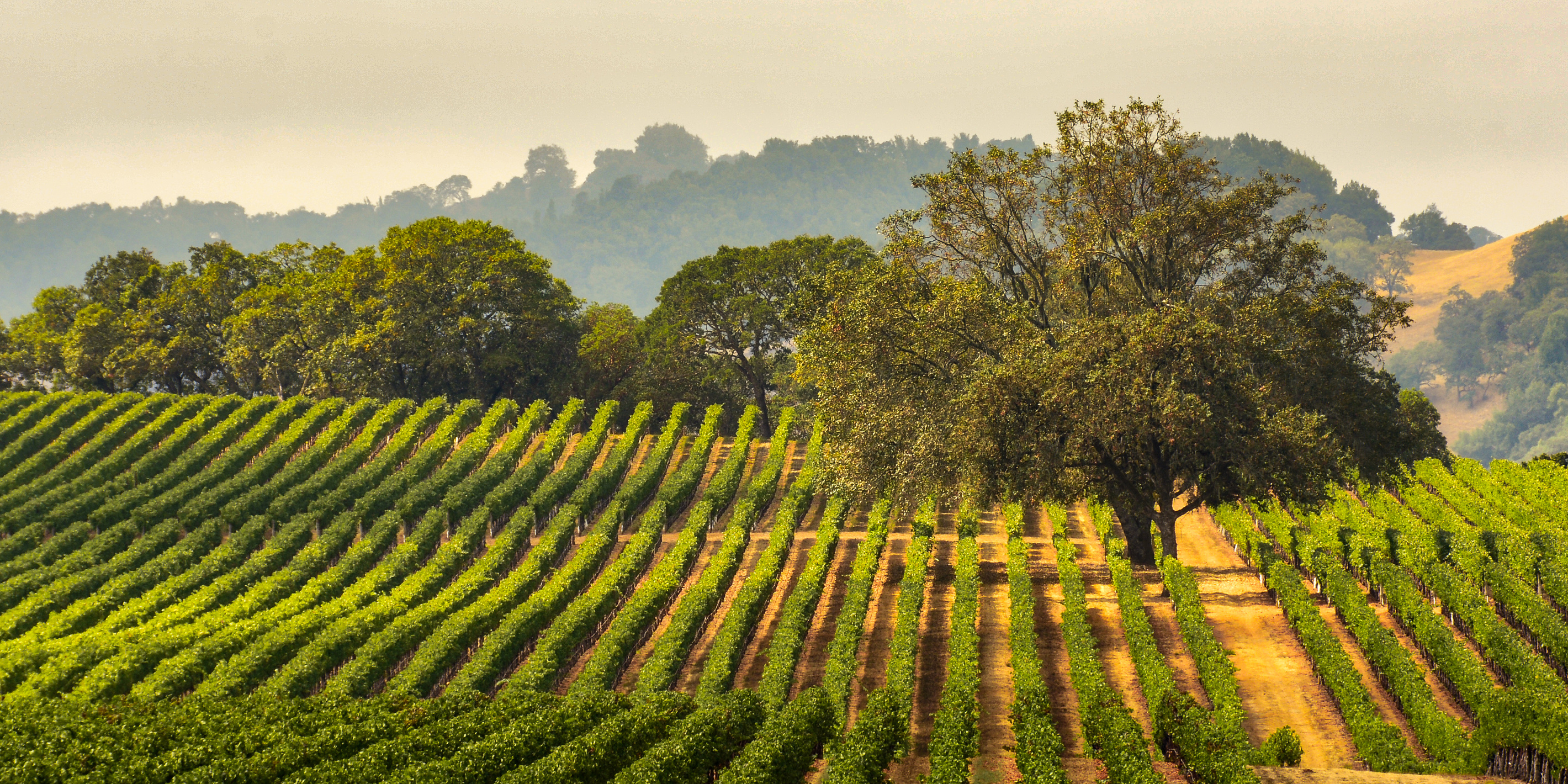 100+ wineries 