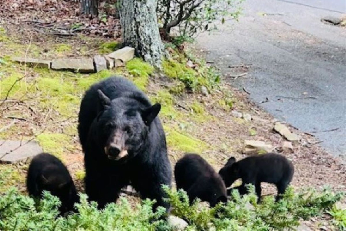 MAMA BEAR & CUBS @ BEAR CORNER CHALET