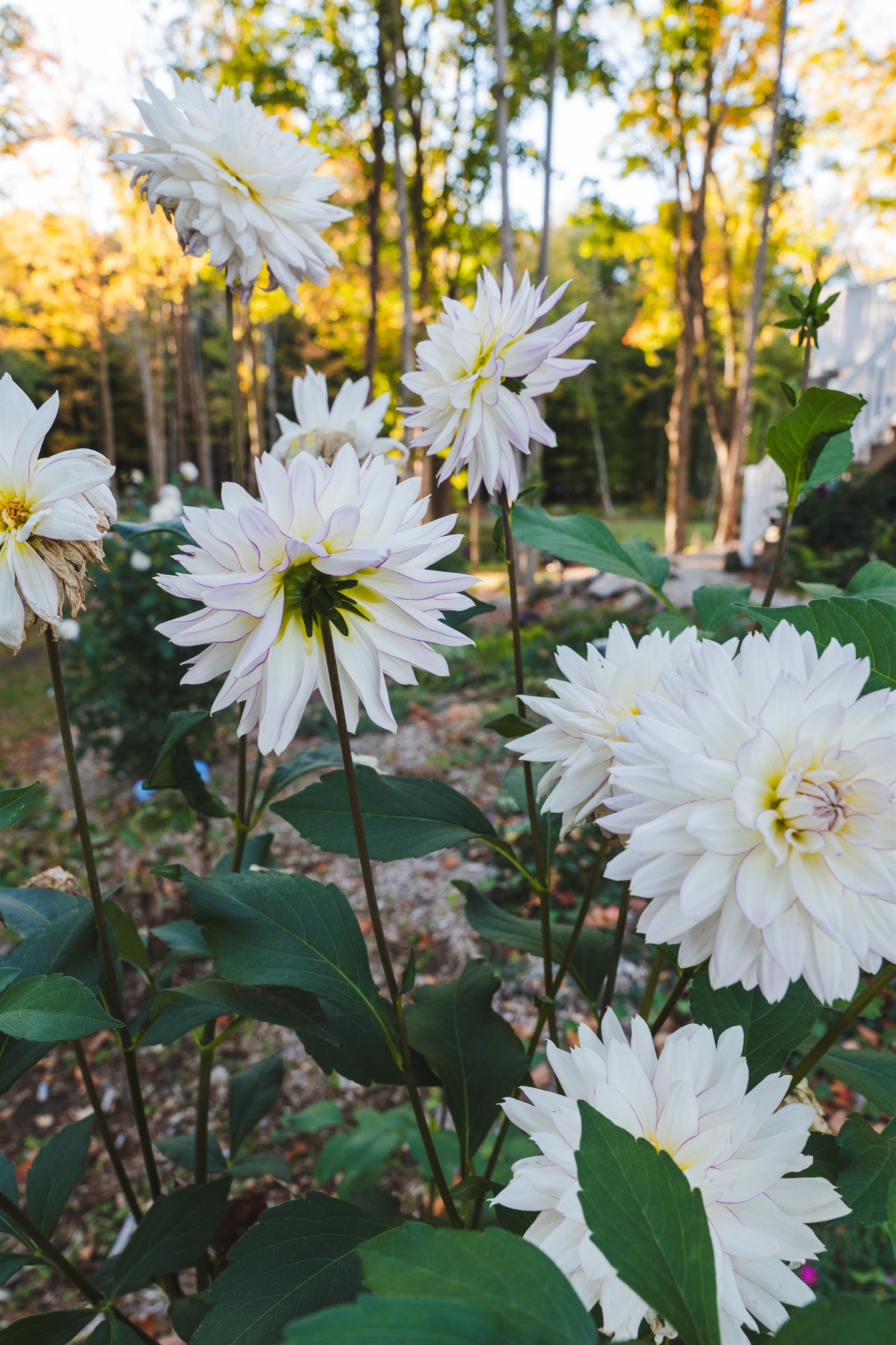Fall flower blooms
