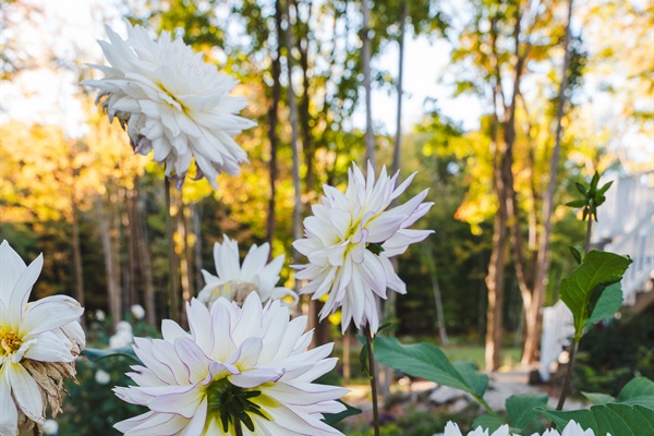Fall flower blooms