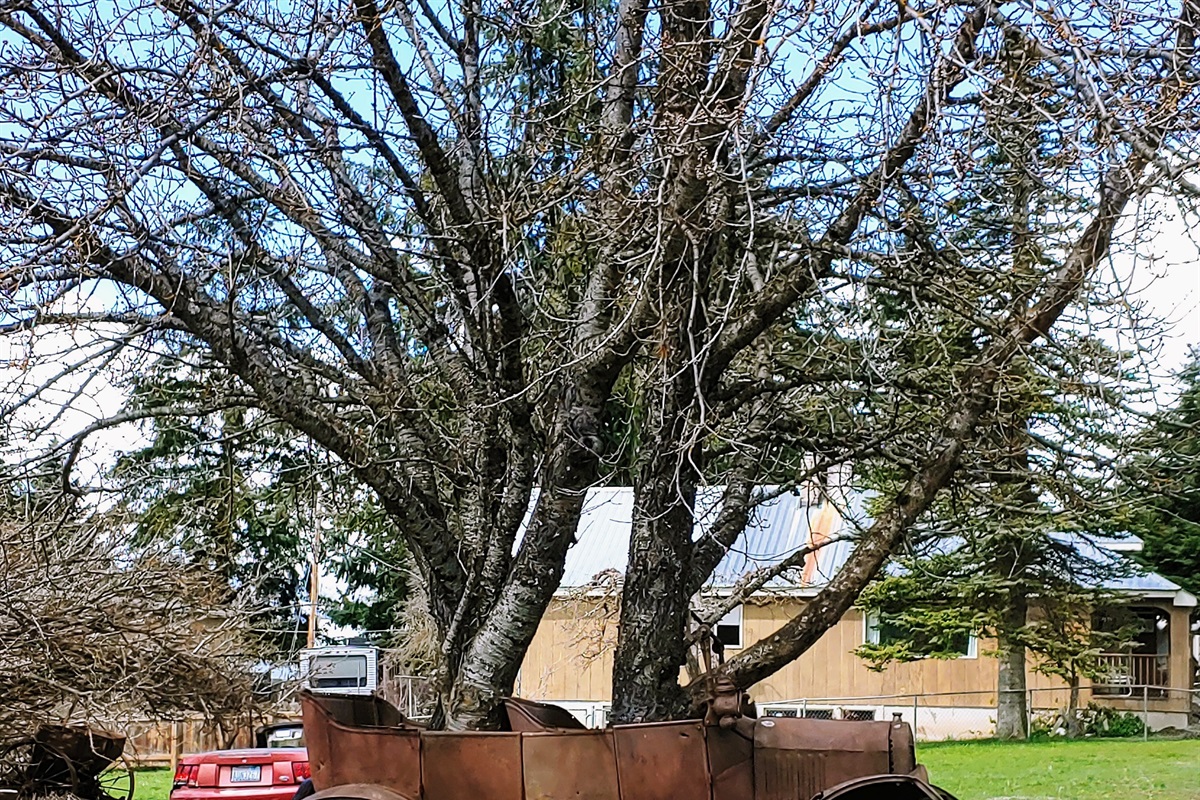 Welcome to Ronald! Across the street from Ronald store.