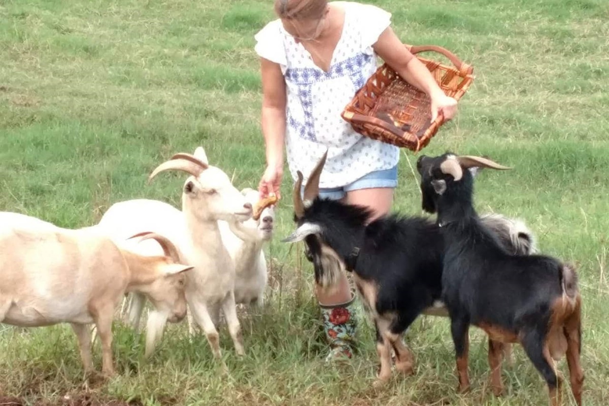 Snack time for the goats.