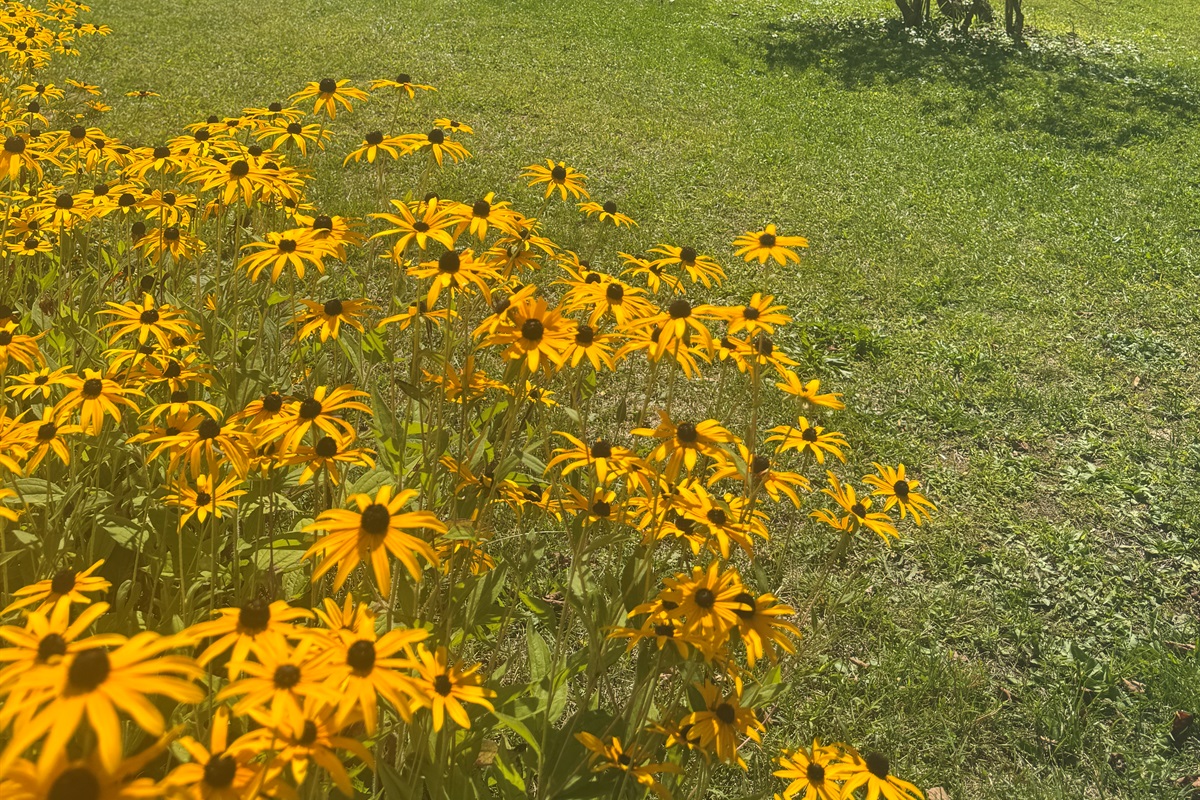 Hemlock gardens