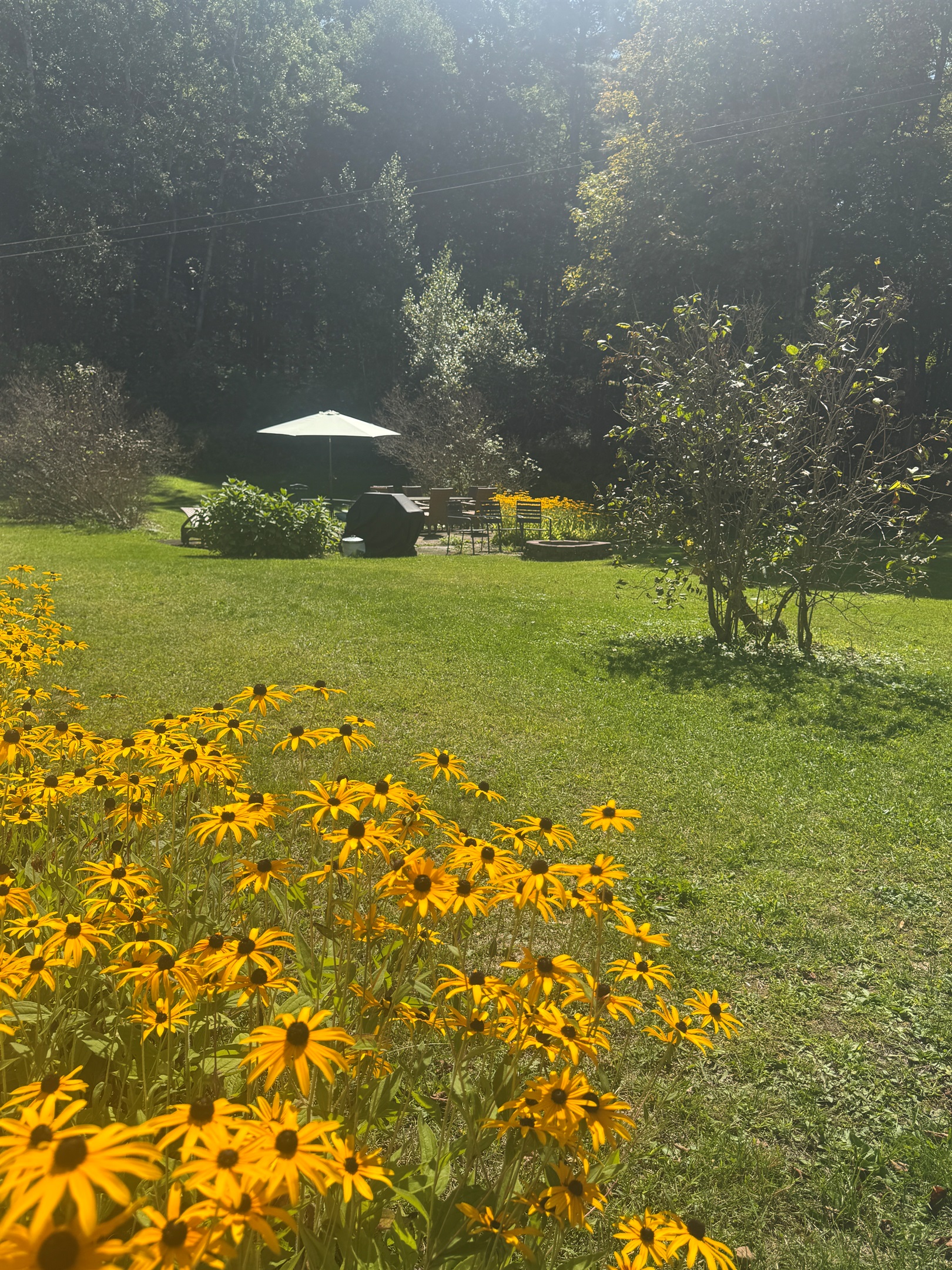 Hemlock gardens