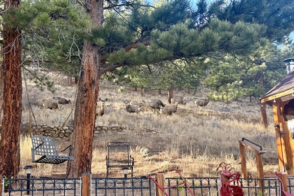 Mule deer often graze on the hillside just steps from the gazebo.