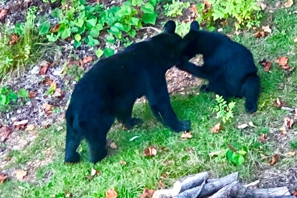Mommy and cub right outside the cabin