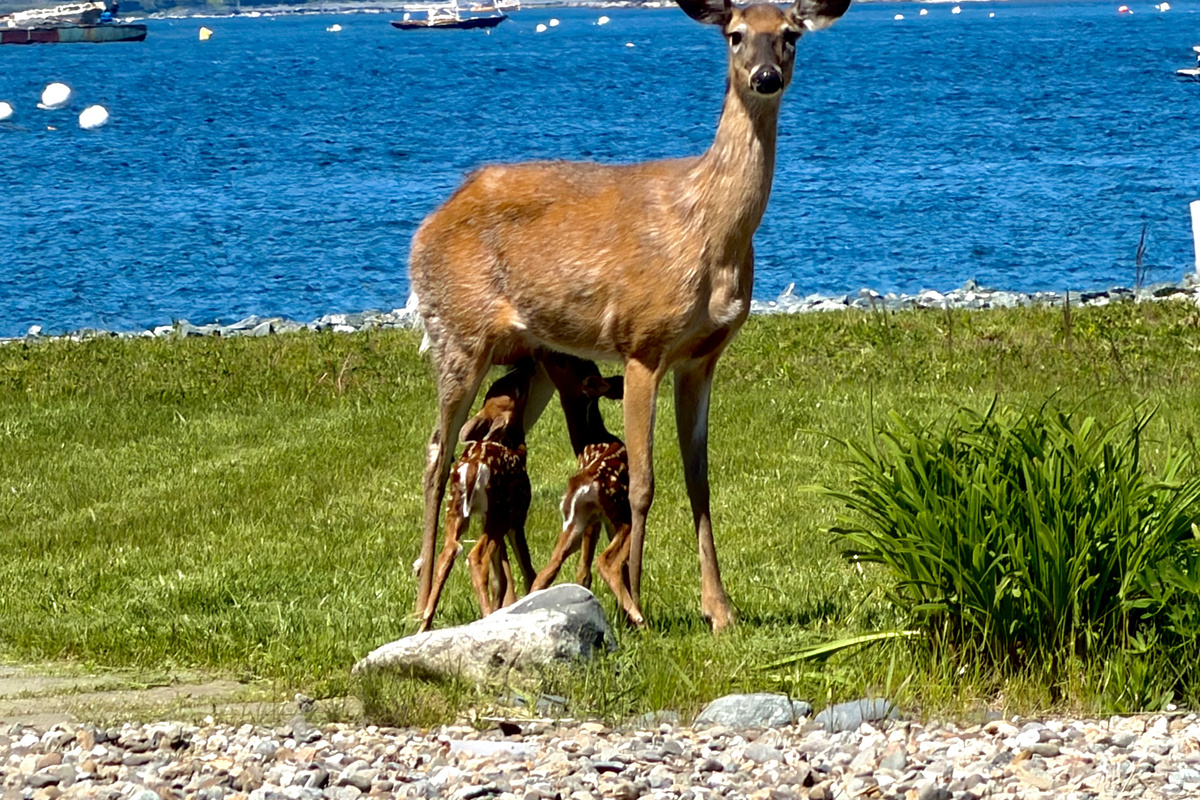 The magic of the "Quiet Side." Just steps from the Aerie, a doe and her twin fawns pause by the harbor. Our Southwest Harbor neighborhood offers a rare, peaceful connection to Maine’s coastal wildlife—a serene escape right outside your door.