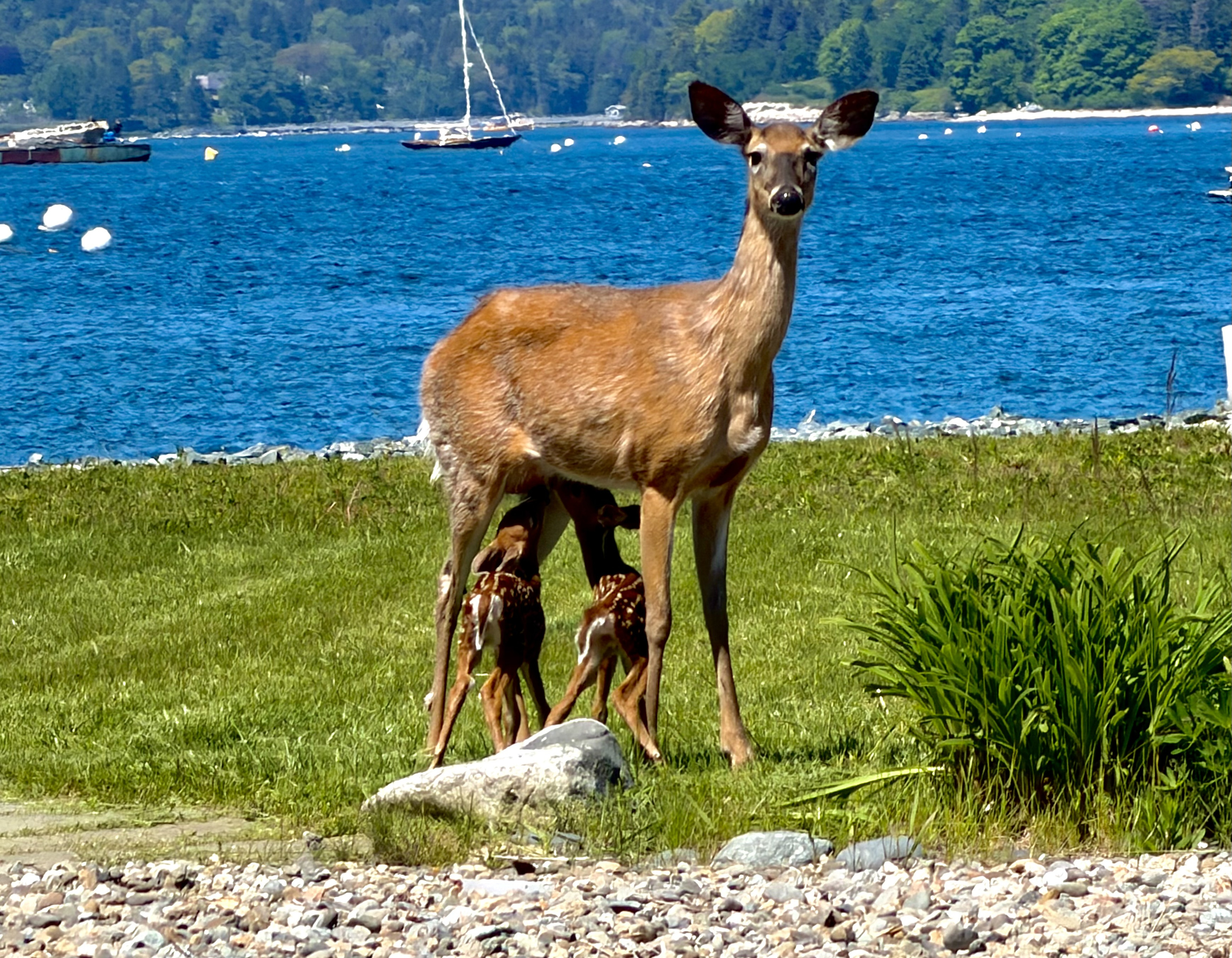 The magic of the "Quiet Side." Just steps from the Aerie, a doe and her twin fawns pause by the harbor. Our Southwest Harbor neighborhood offers a rare, peaceful connection to Maine’s coastal wildlife—a serene escape right outside your door.