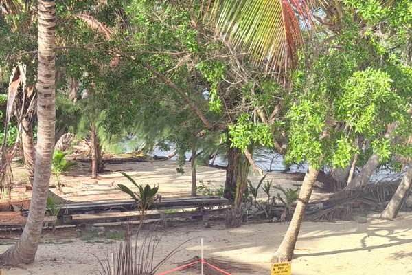 Sea Turtle Nest every season