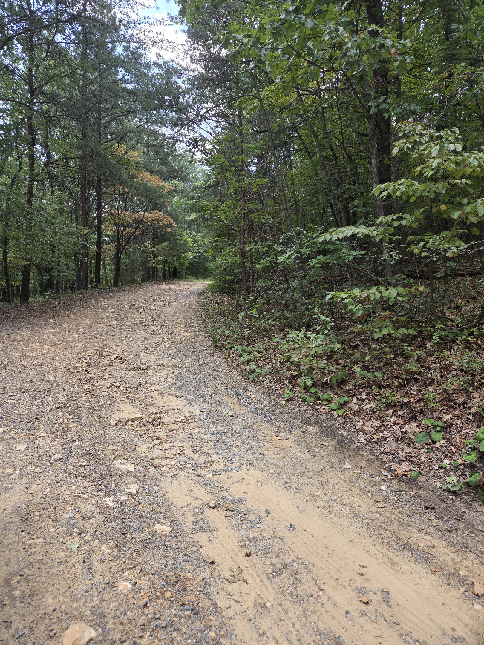 Road leading to the cabin