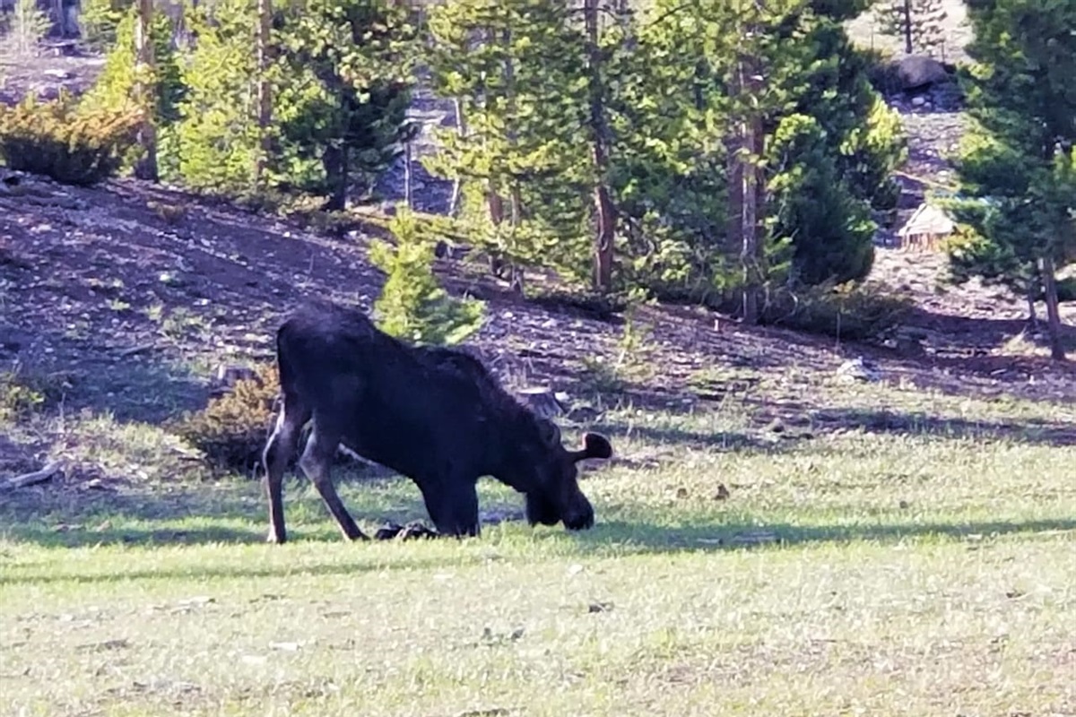 I'll be darned, they kneel to eat short grass!