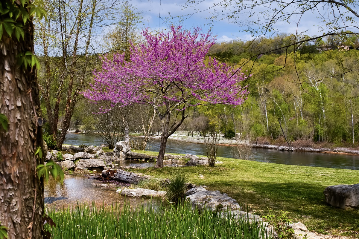 Lush foliage and greenspace