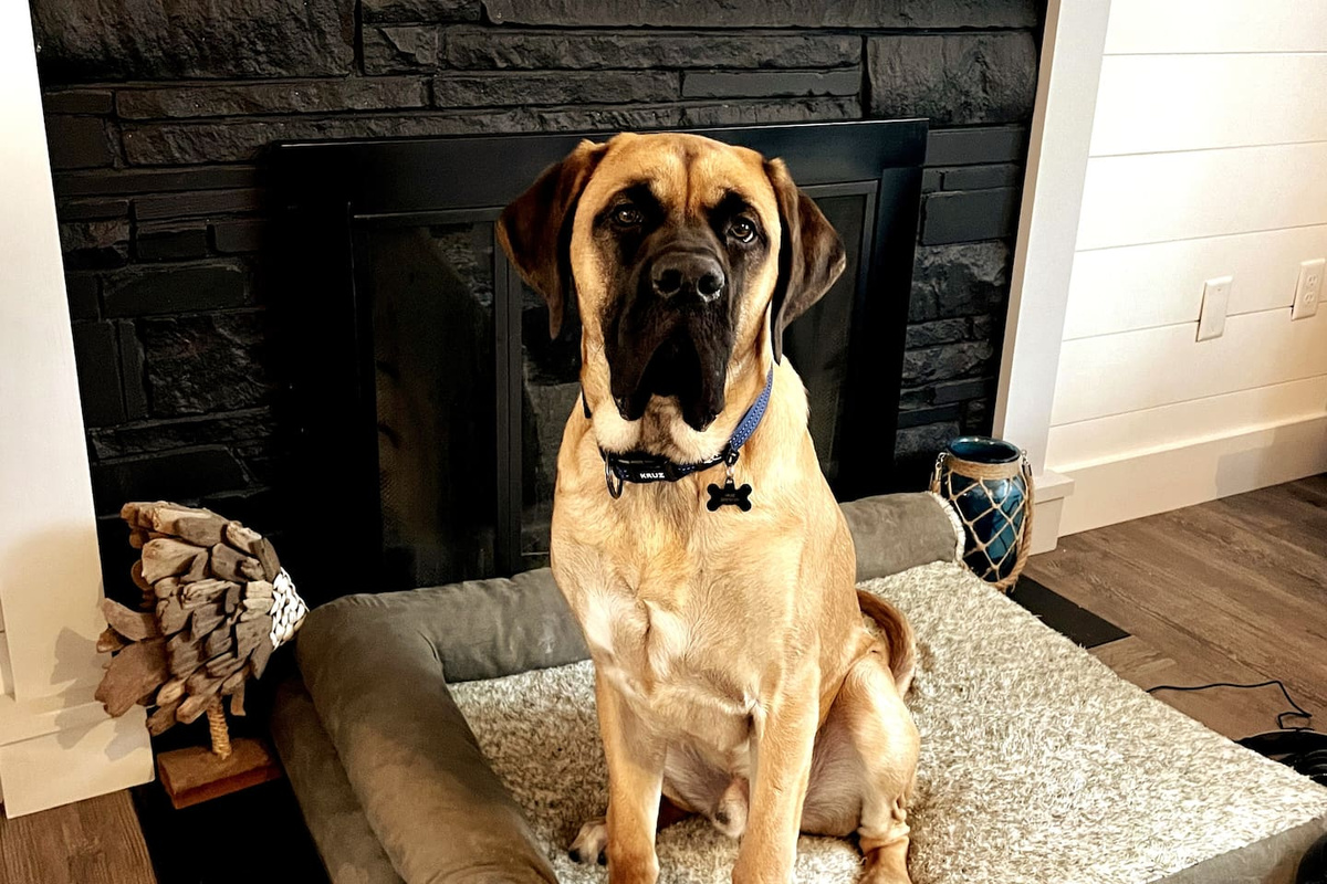 Did you know we are dog friendly? Message us for more info!