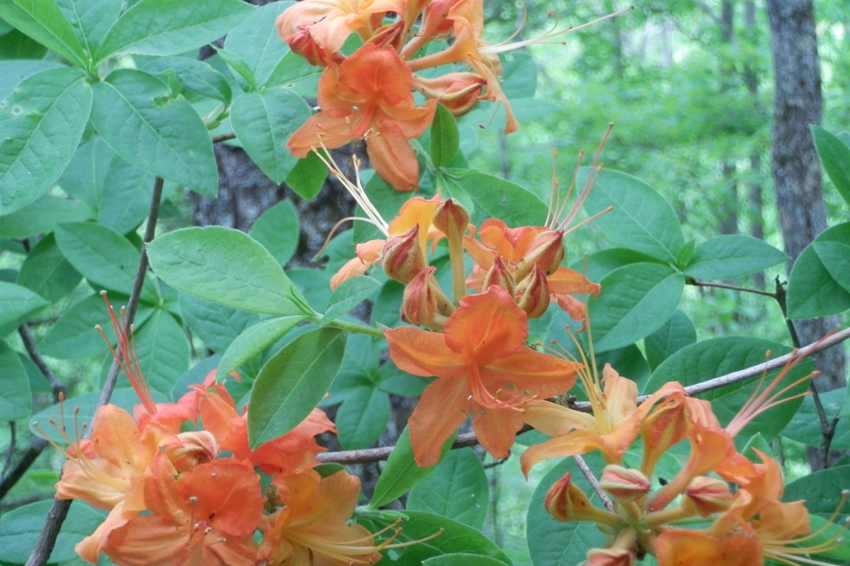 Wild flame azaleas blooming in the back yard