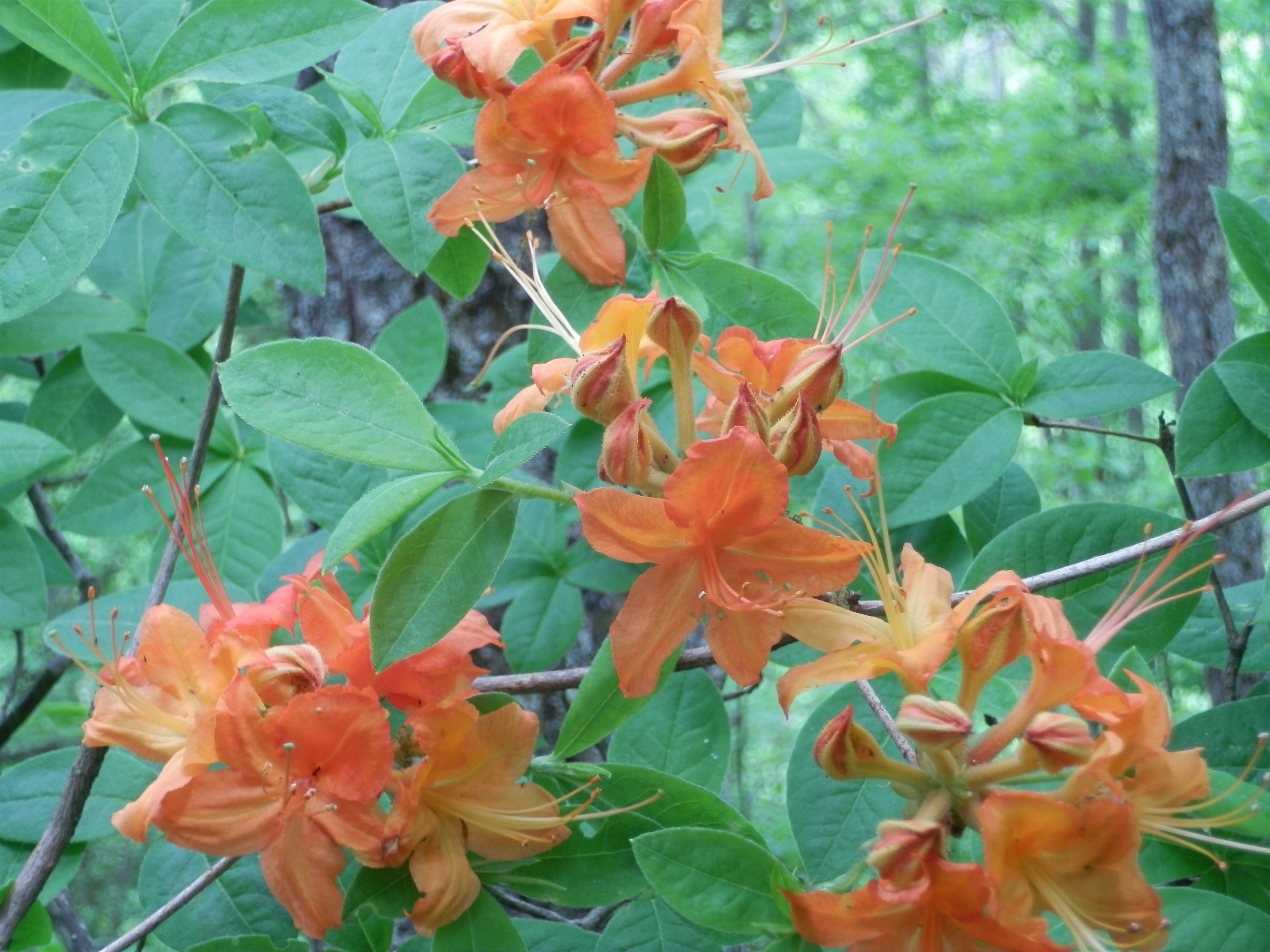 Wild flame azaleas blooming in the back yard