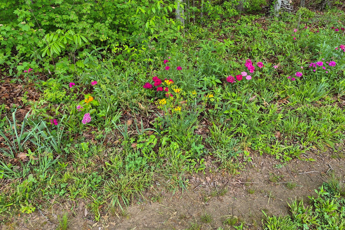 Flower Garden right at the edge of the forest