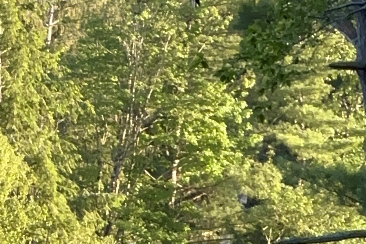 Bald Eagle at Casa Bella