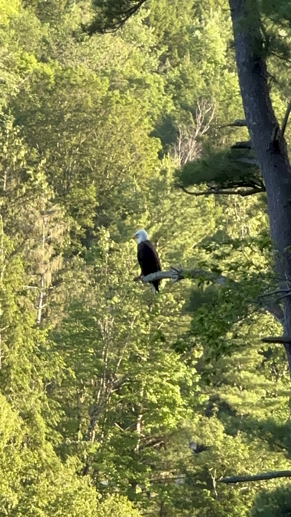 Bald Eagle at Casa Bella
