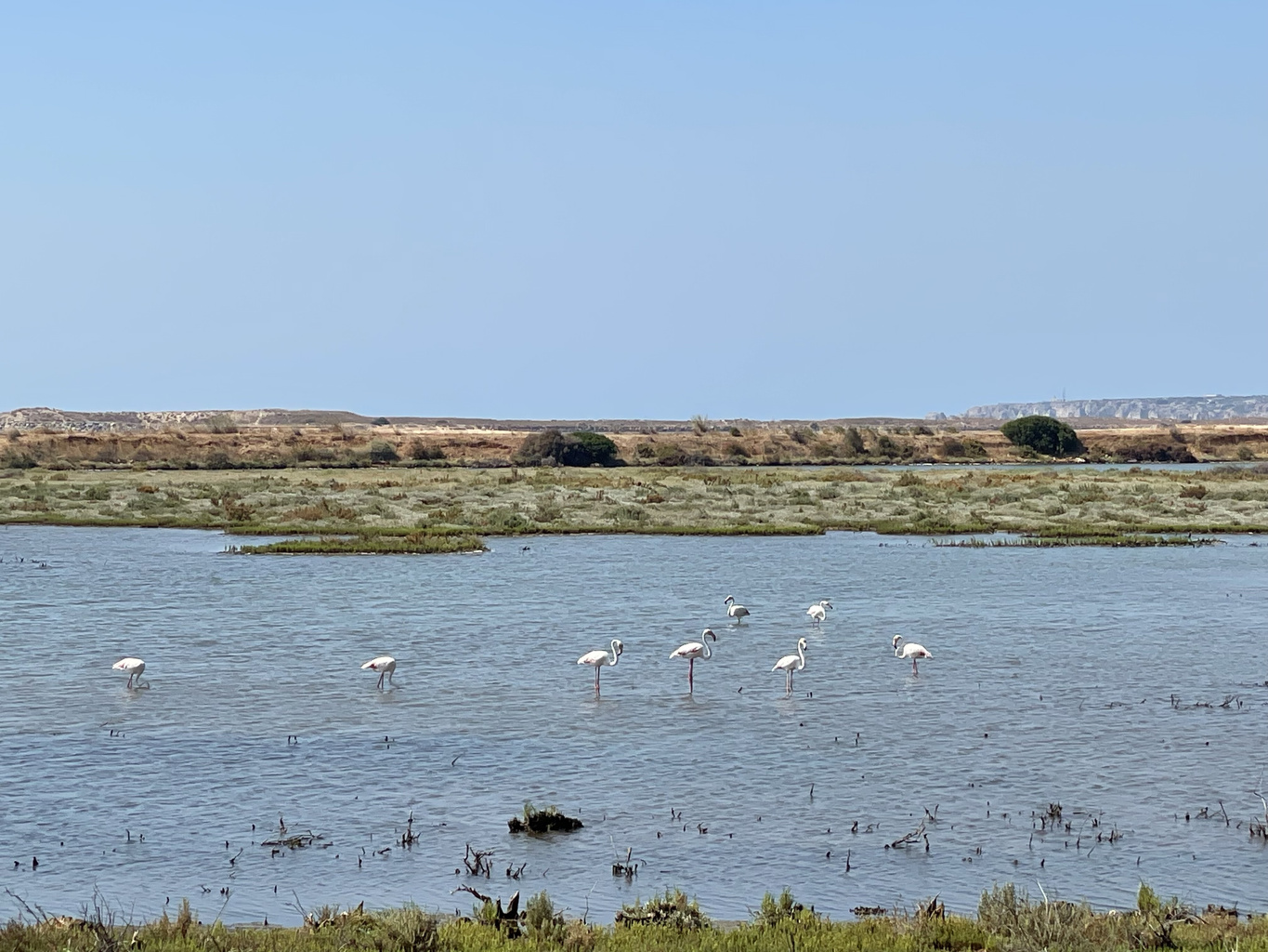 Rocha Delicada Flamingos