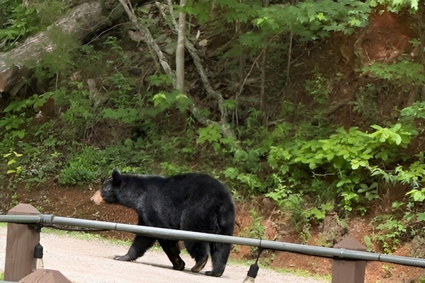 Your Smokies experience could include wildlife encounters! A friendly request: let's appreciate them by not feeding or engaging directly. Have fun! 