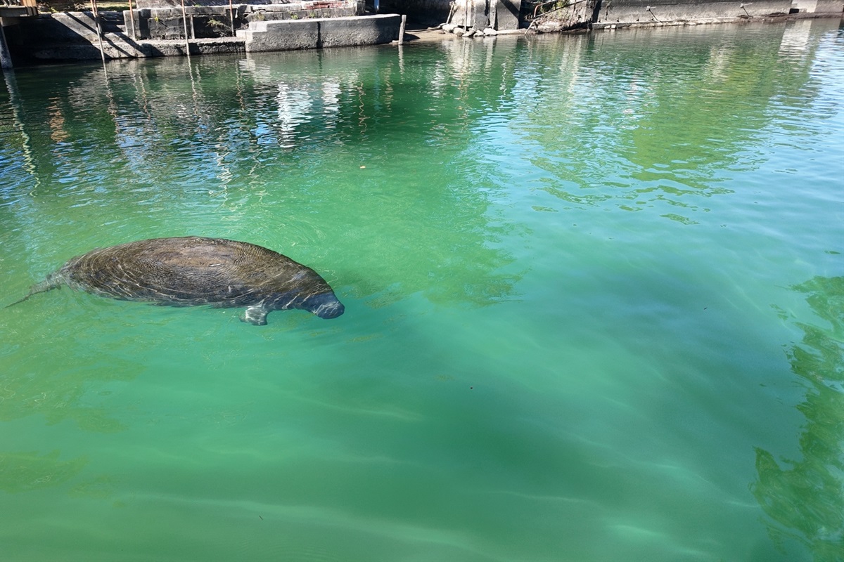 Manatees