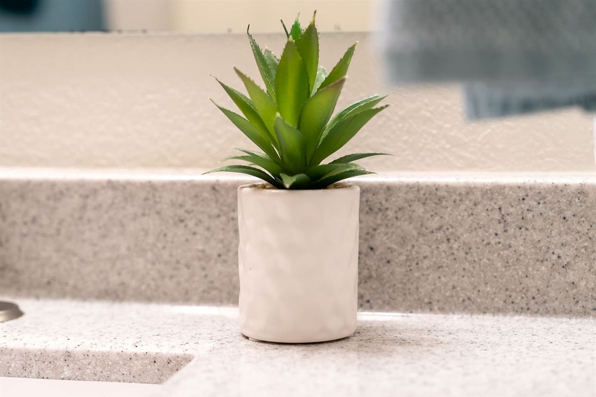Bathroom plant!