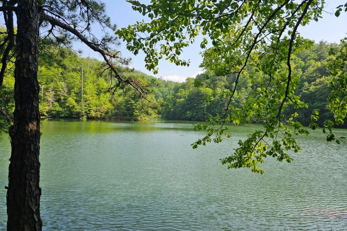 Serene Lakeside Retreat: Relax by the tranquil waters surrounded by lush forest beauty!

