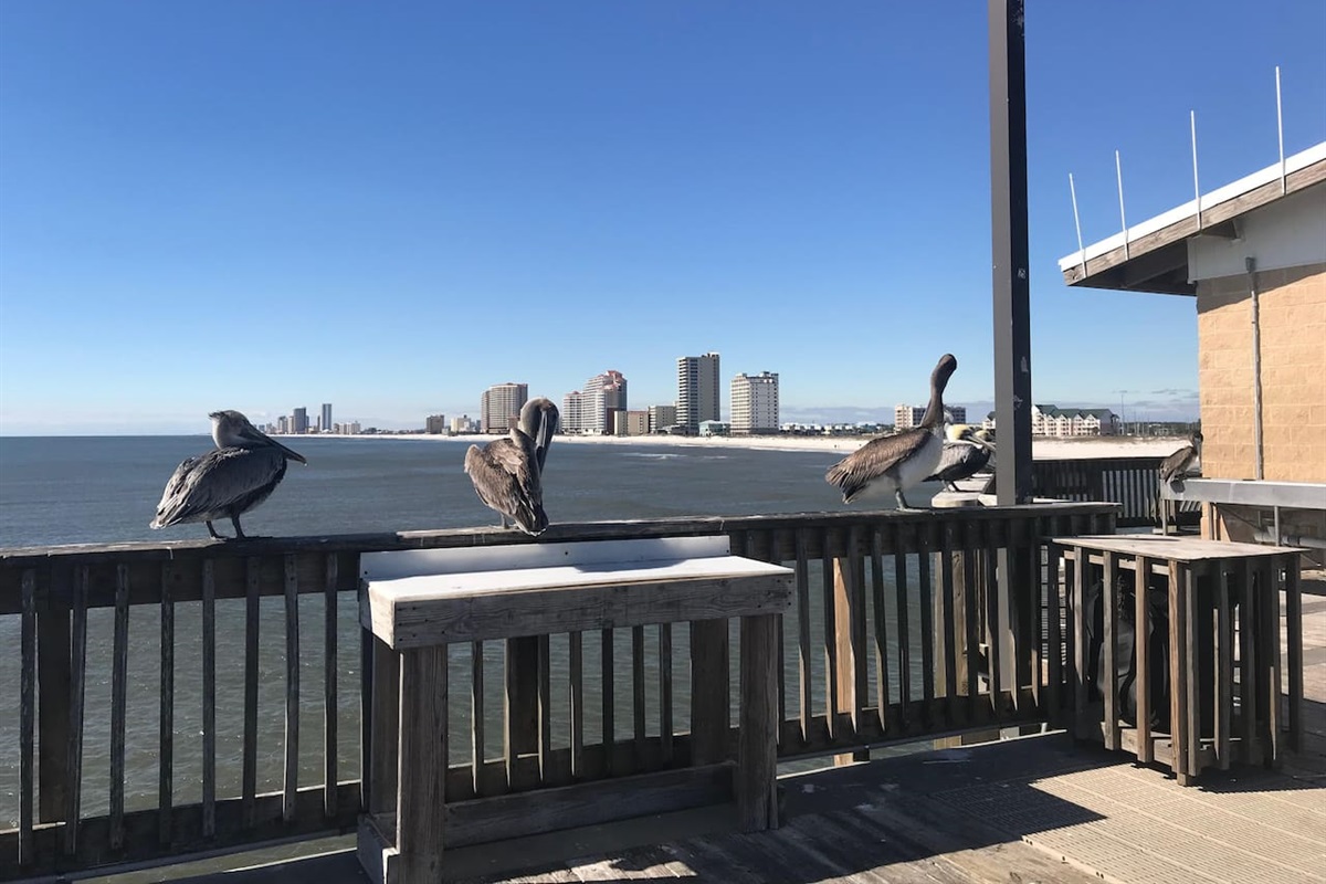 Pelicans waiting for the next snack.