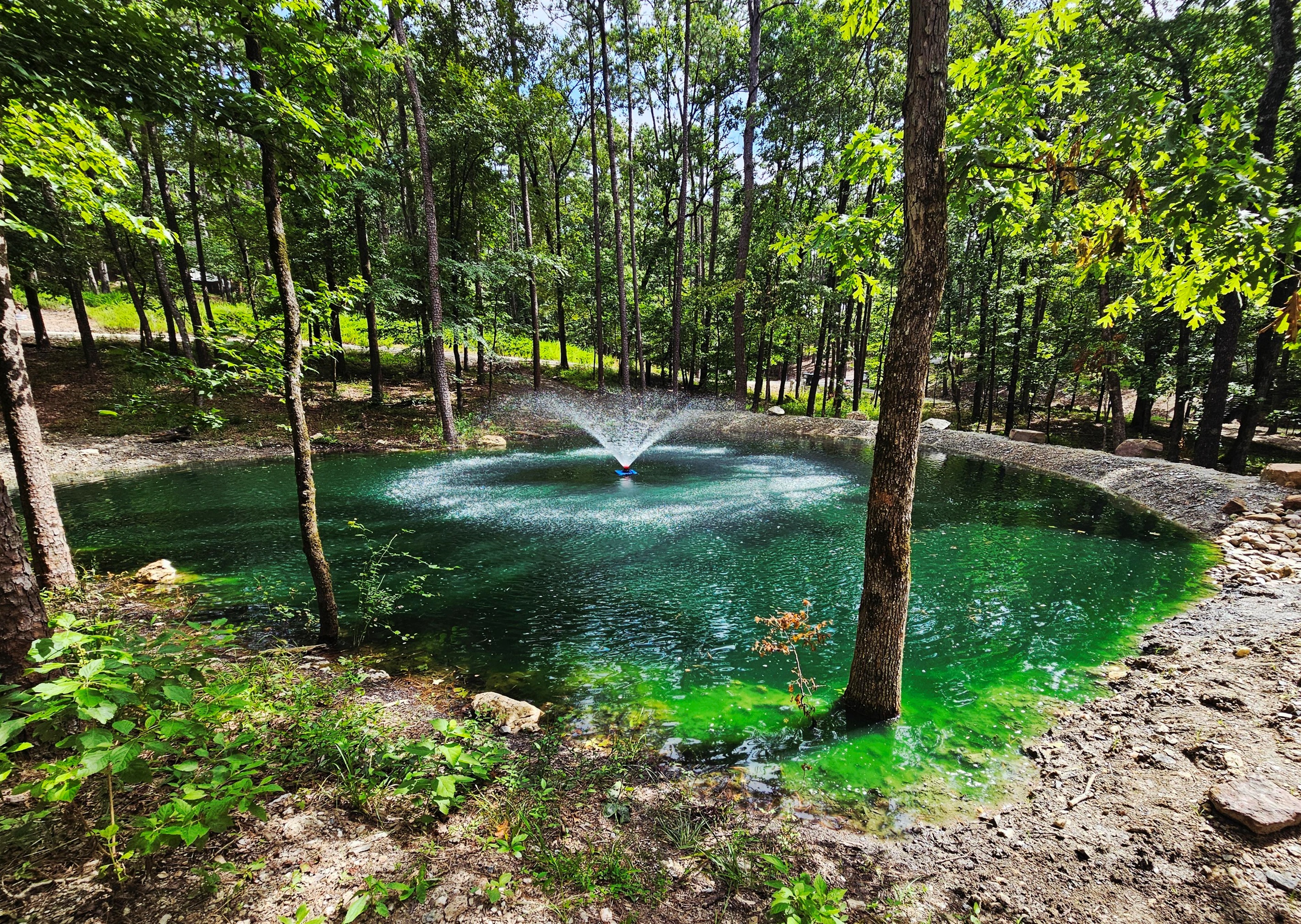 View of the Pond