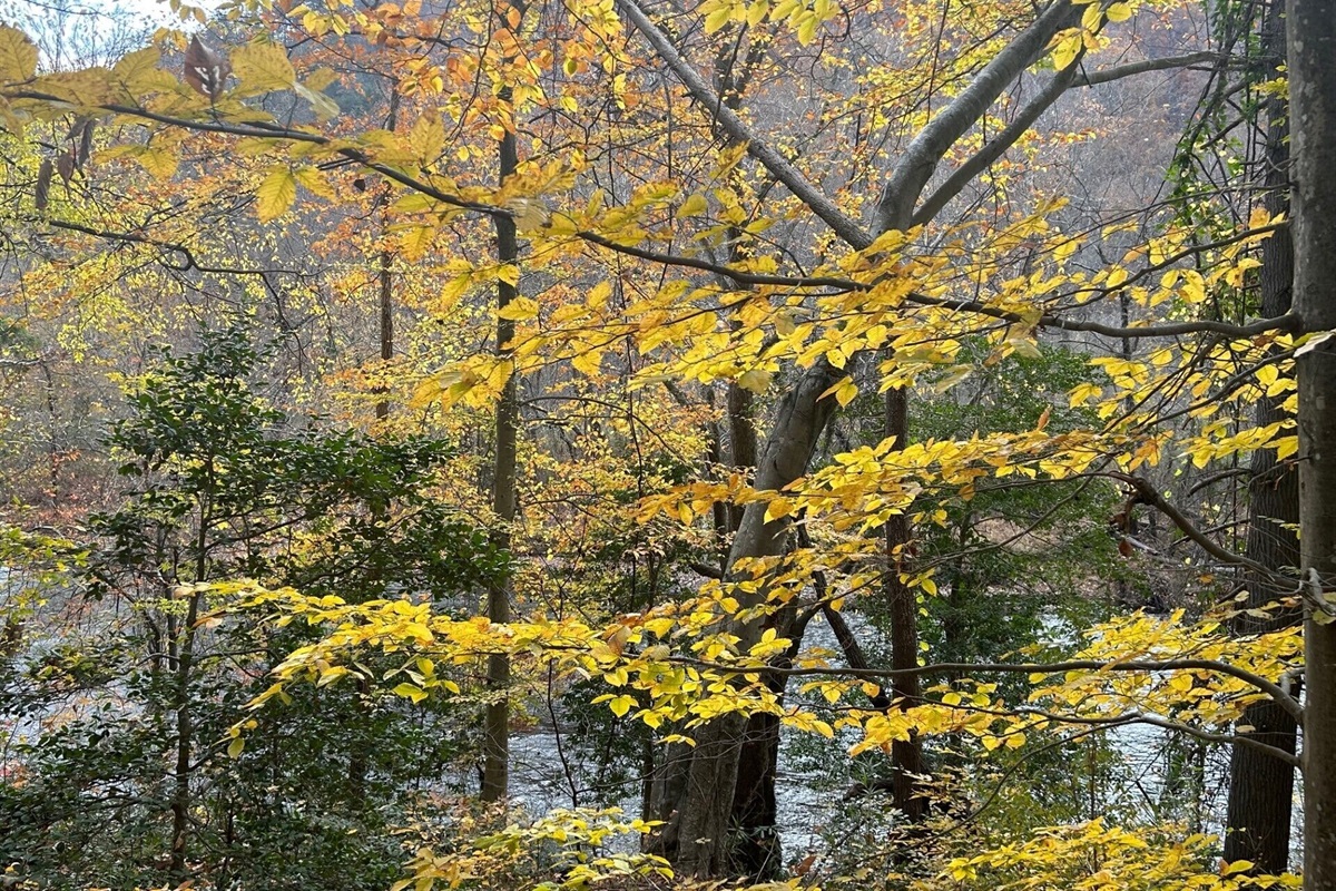 Glorious yellow beech trees in Autumn