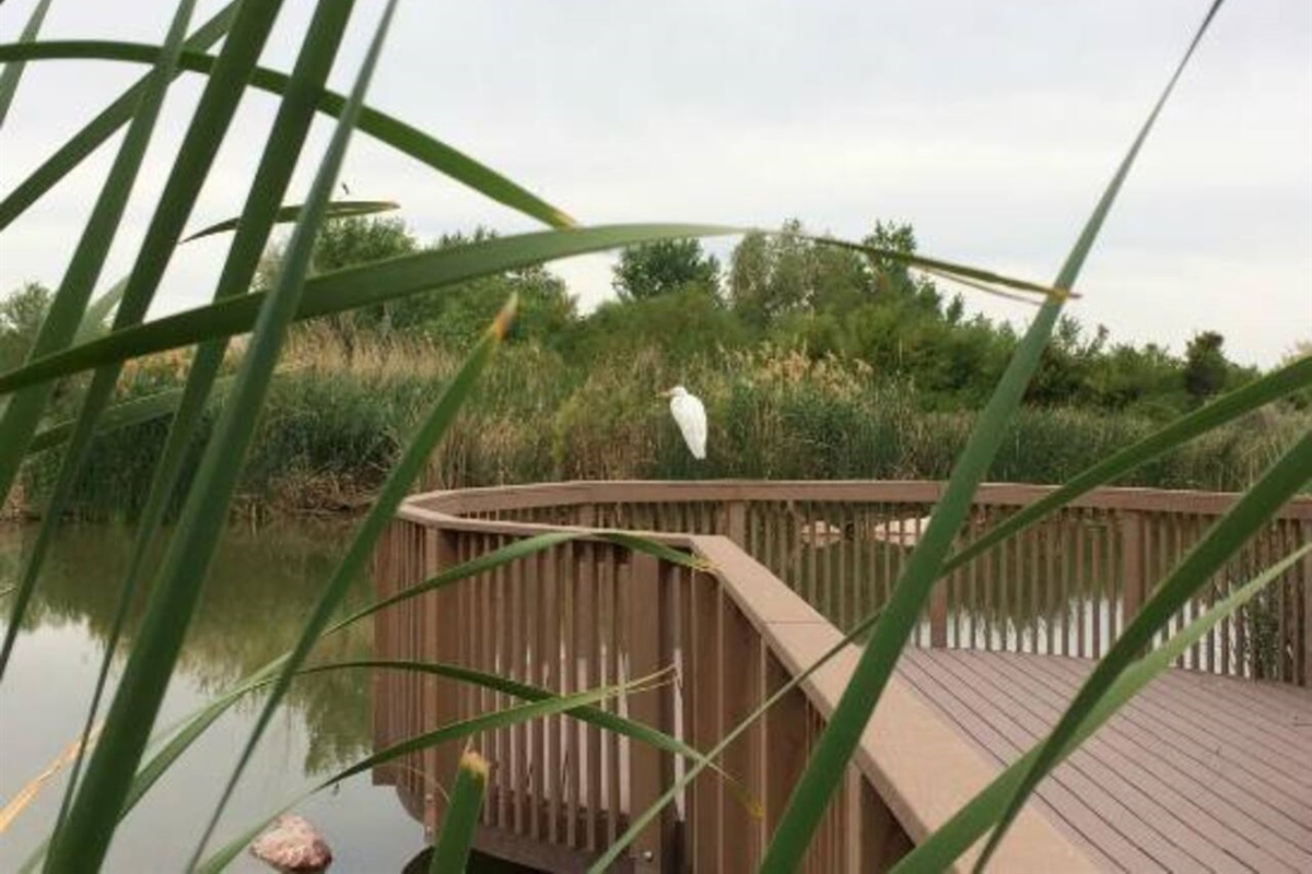 Forget you're in the desert and adventure through rapid waterfalls and wildlife at Wetlands Park, a short 15 minute drive away.