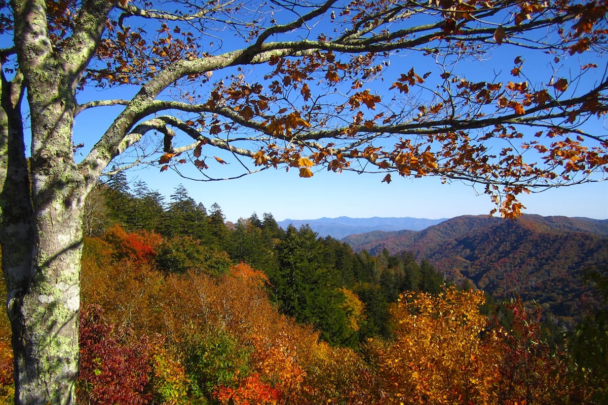 Autumn leaves
