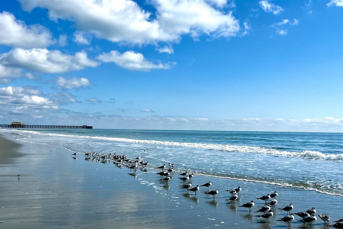 Waiting for their morning breakfast on the beautiful beach.