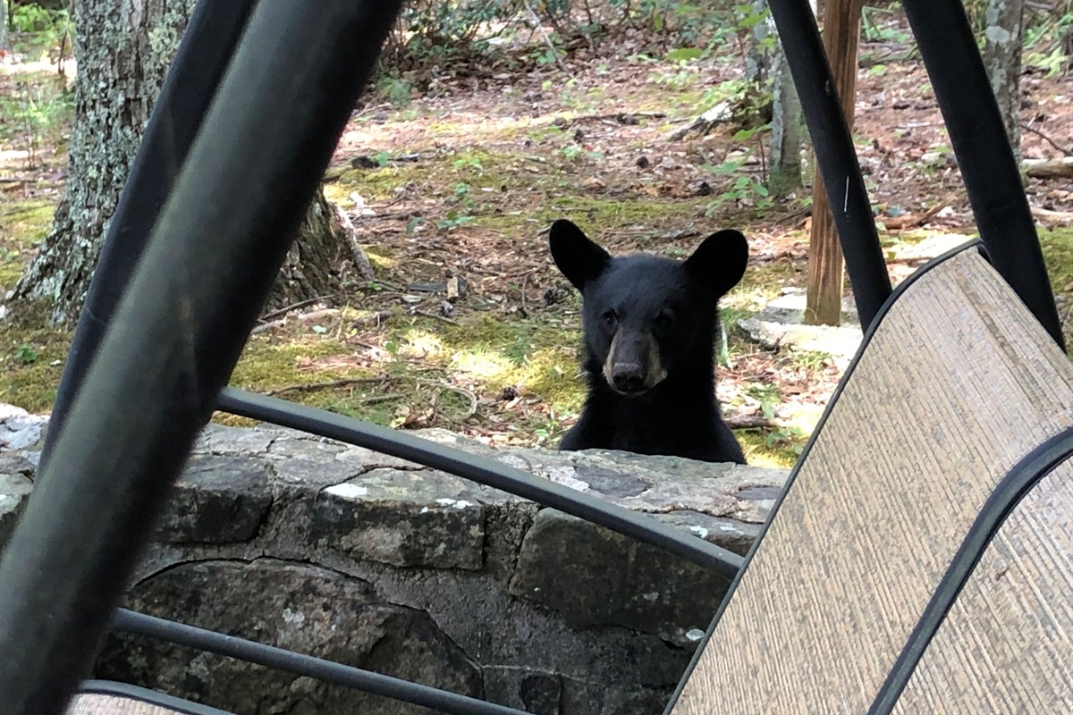 BEAR CUB 1 @ BEAR CORNER CHALET